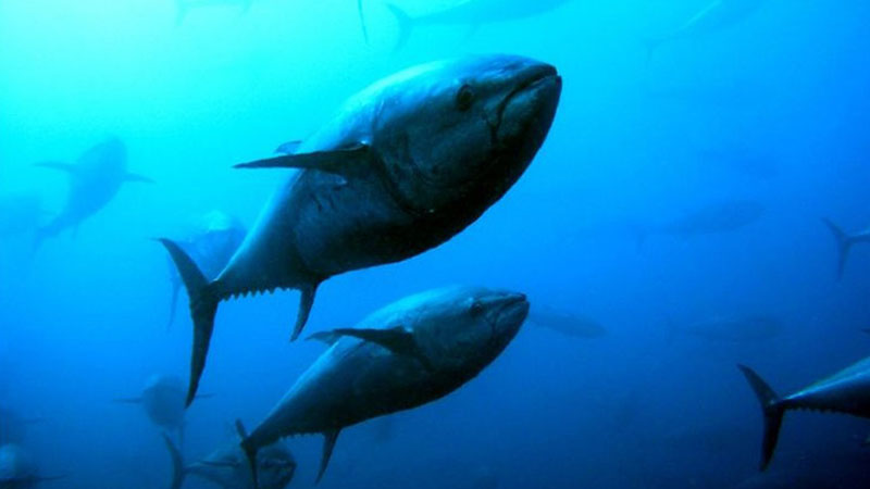 Aprende sobre las perspectivas y evolución del Atún rojo